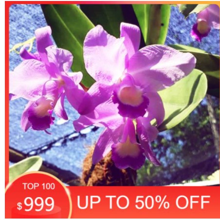 Angrek Catleya mantini dewasa