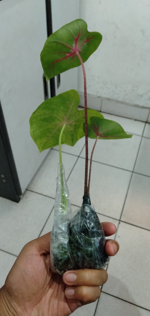 Keladi Joker / Keladi Hias Murah