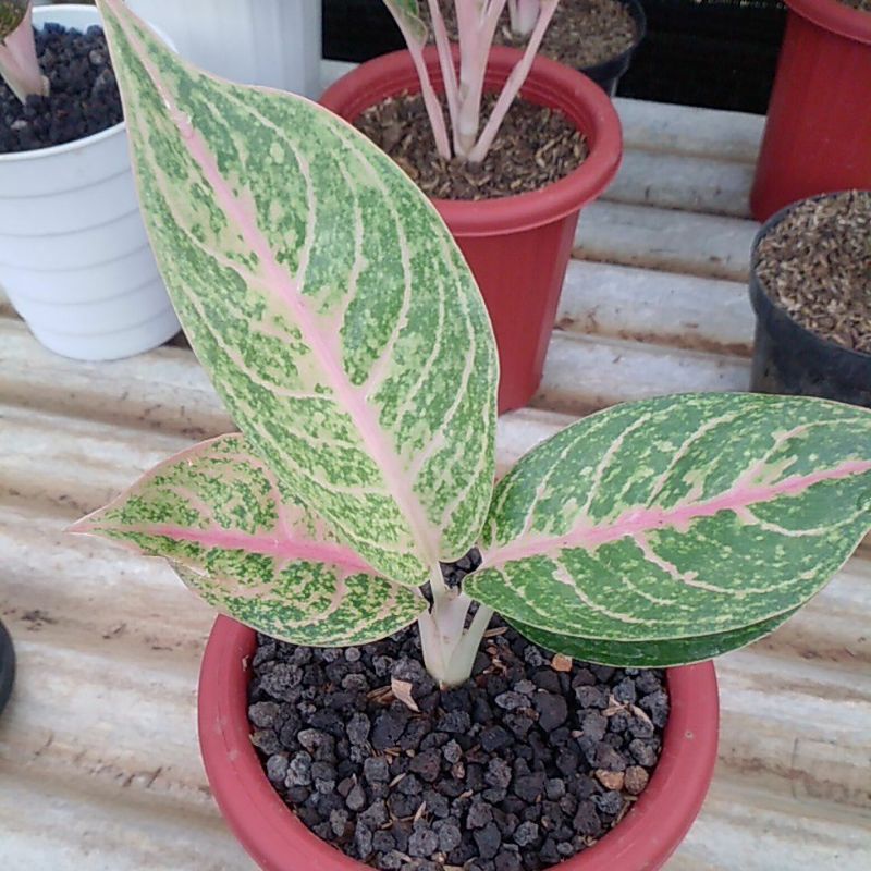 aglonema Harley Quinn