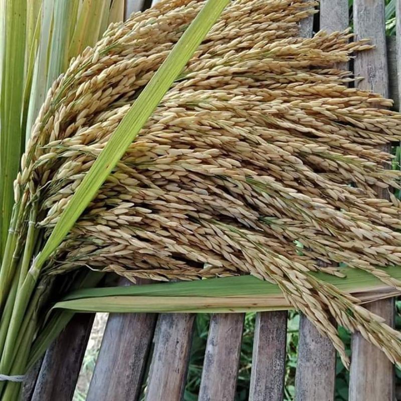 benih padi unggul SIGUPAI UA11 5kg