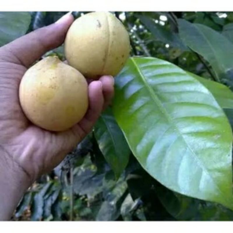 

Buah PALA Segar Langsung petik / Fresh / Kualitas terbaik