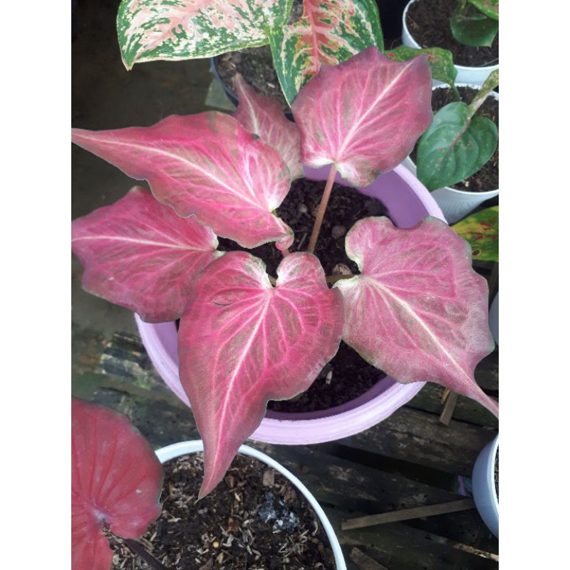 caladium ramlah / keladi ramlah/ caladium import / caladium thailand