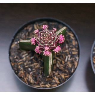 Kaktus warna warni gymno Moon Cactus Grafting Shopee Kaktus warna warni gymno Moon Cactus Grafting Shopee
