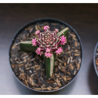 Kaktus warna warni gymno Moon Cactus Grafting | Shopee Indonesia