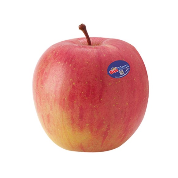 bibit buah apel  fuji hasil cangkok