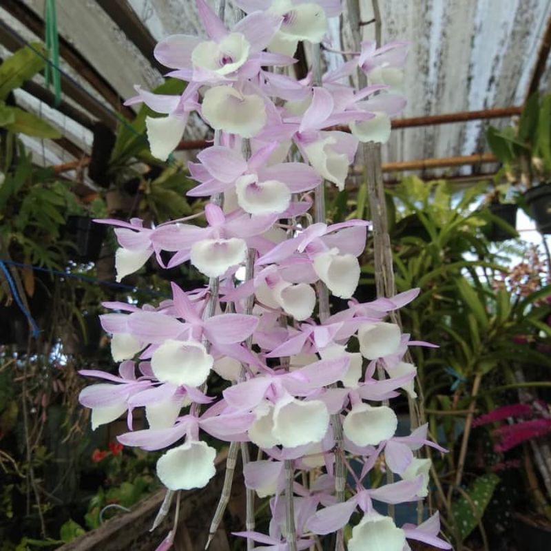 DENDROBIUM APHYLLUM