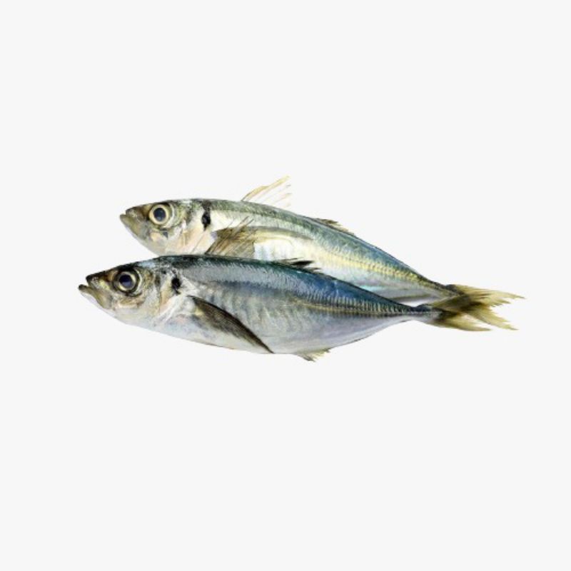 

Ikan Layang Segar