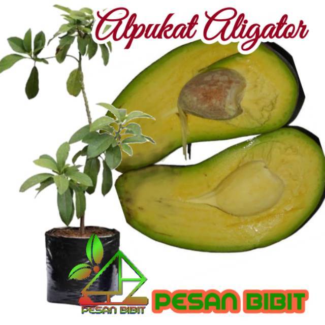 BIBIT ALPUKAT ALIGATOR