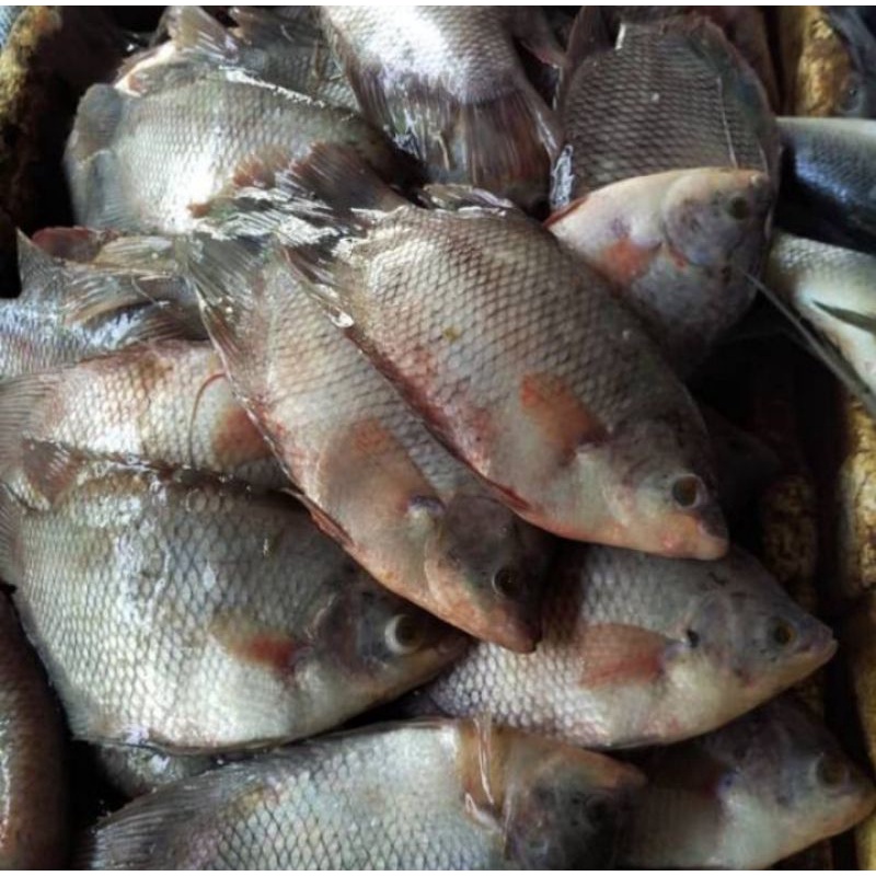 

ikan gurame segar 500gr