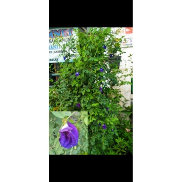 bibit bunga teh telang tumpuk