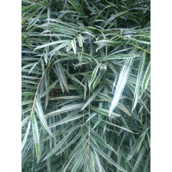 Bibit Bambu mini Varigata/Tanaman hias Bambu varigata