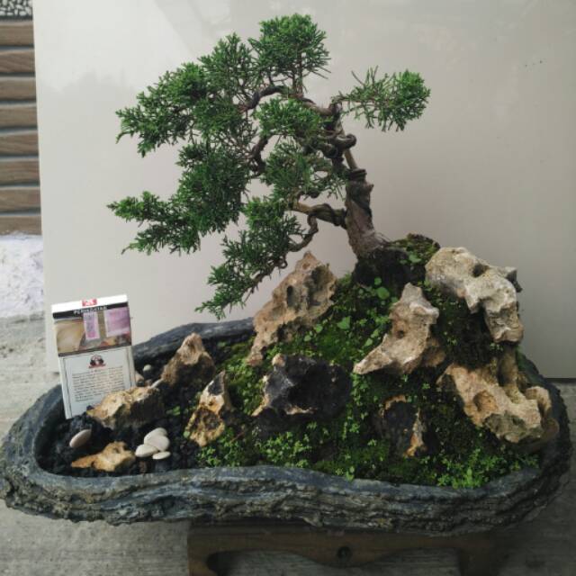 Bonsai On The Rock Contoh Bonsai