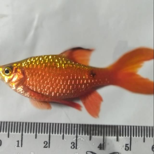 Ikan hias barbir (Rosy Barb)
