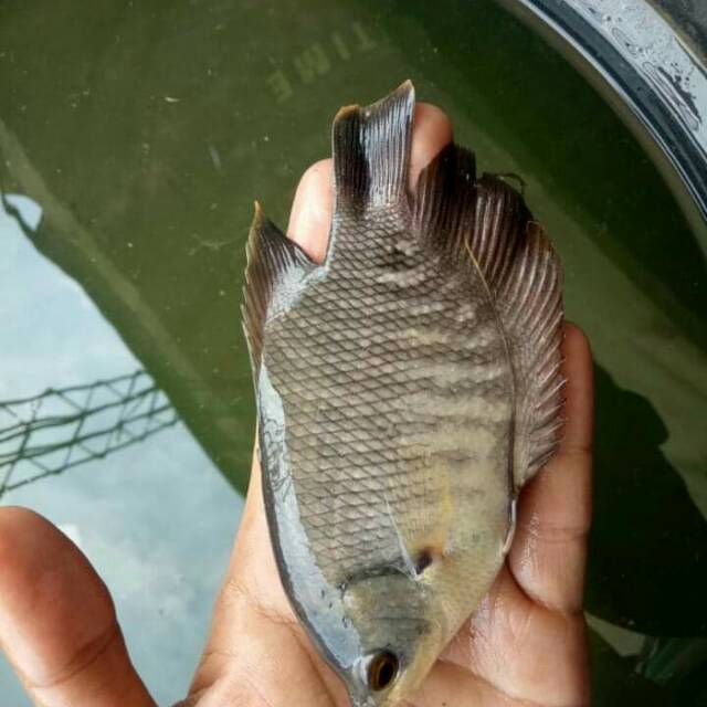 

Ikan air tawar