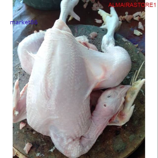 

Grosir Ayam Potong Kecil / 1ekor / 0.8 sd 1kg murah - Market86