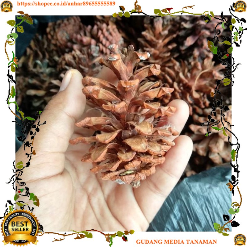 

MEDIA Bunga pinus / Buah pine / Terrarium / Artificial / Hiasan Natal / Craf MEDIA
