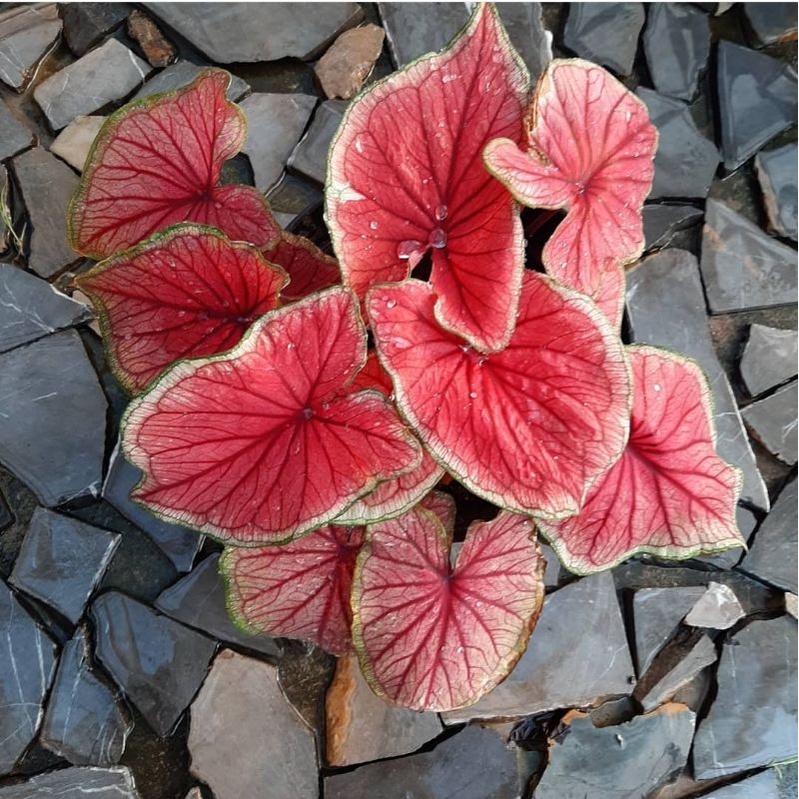 Keladi Red Jaguar | Tanaman Hias Anakan Keladi Red Jaguar