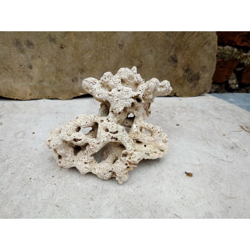 rumah ikan hias rumah kelomang rumah keong batu karang lubang gua aquarium aquascapae