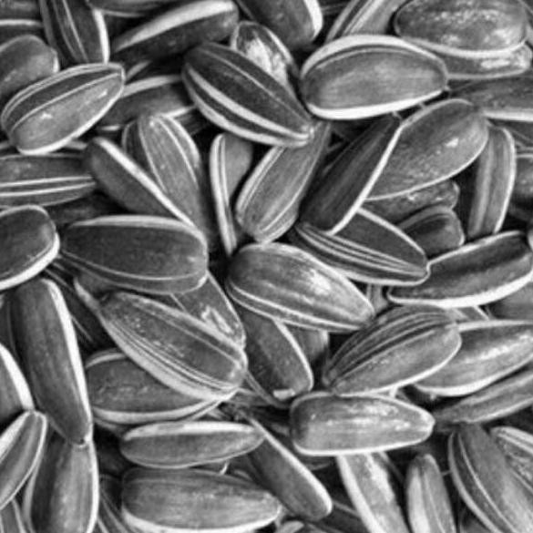 

PROMO 8.8 Kwaci Matahari - 100gr