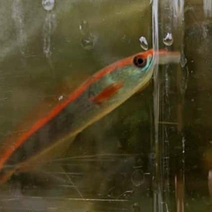 maru Red Borneo barang ready