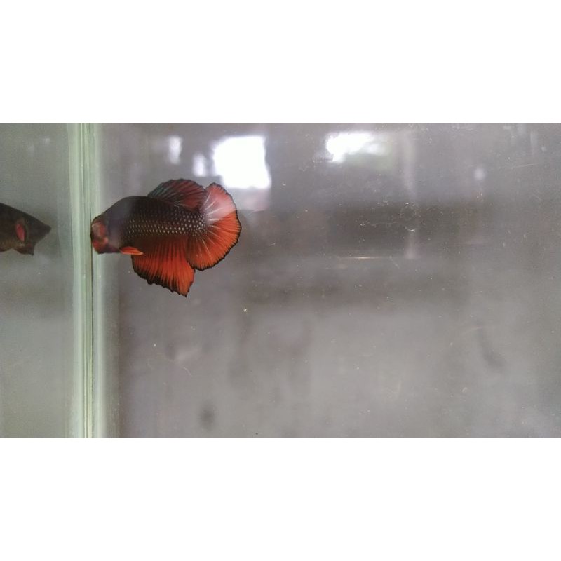 Cupang avatar black vampire