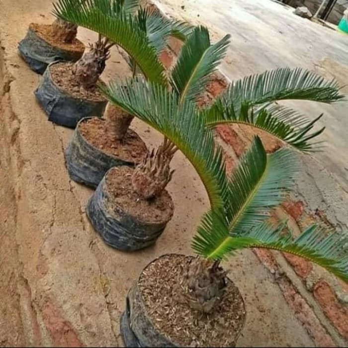 PROMO tanaman hias palm sikas - bibit palm sikas