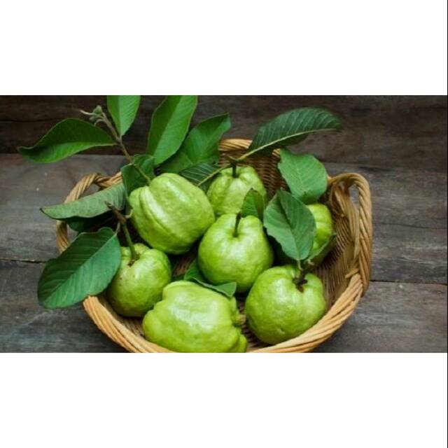 

Jambu kristal non biji