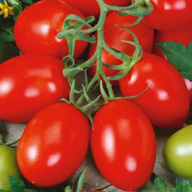 Benih Bibit Biji - Tomato (Plum) Roma VF Seeds - IMPORT