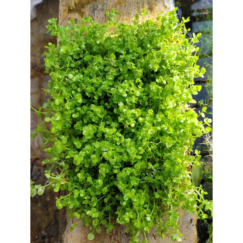 Tanaman aquascape Monte Carlo karpet