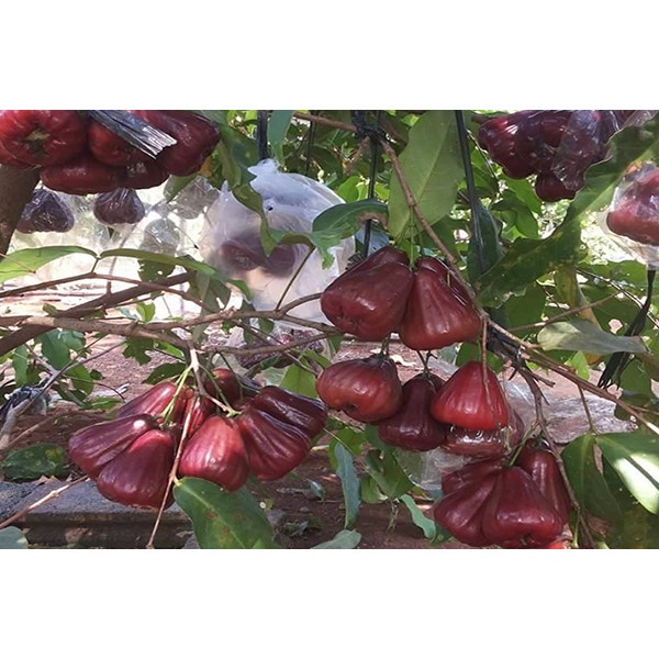 AF BIBIT JAMBU AIR KING ROSE UNGGUL | TANAMAN BUAH JAMBU KING ROSE