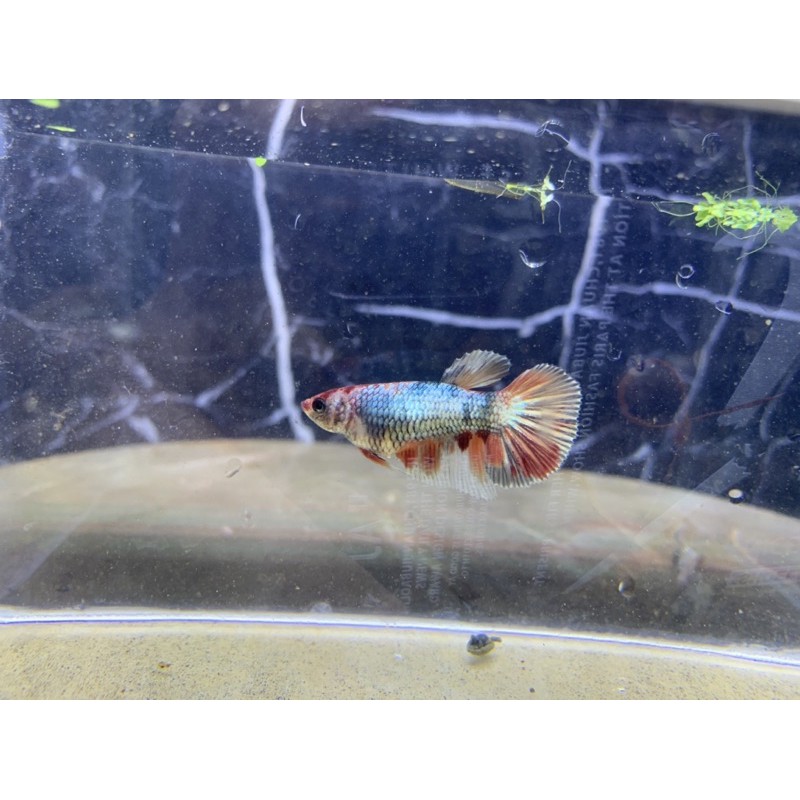 Cupang Nemo Cooper (female)