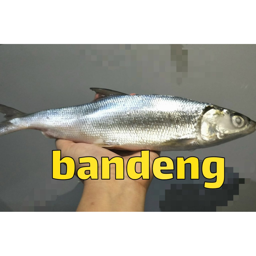 

Ikan Bandeng Segar