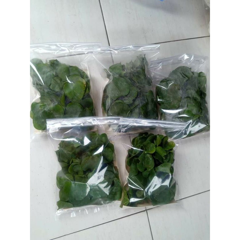

Daun Binahong Segar 100gr