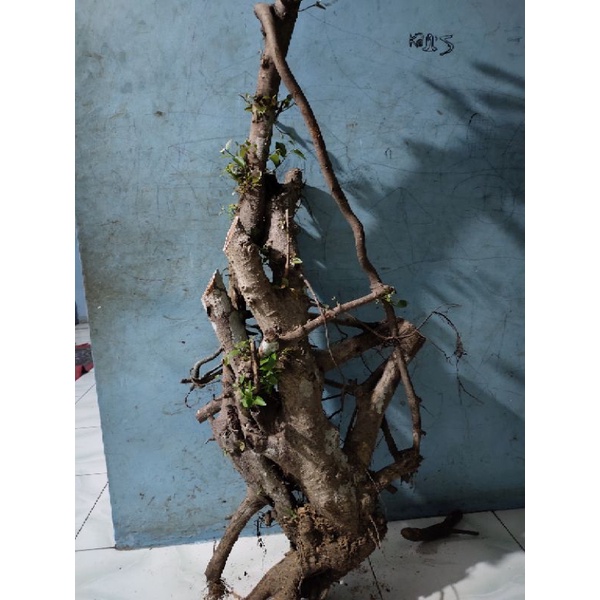 bahan bonsai ficus beringin iprik silver jumbo realpic