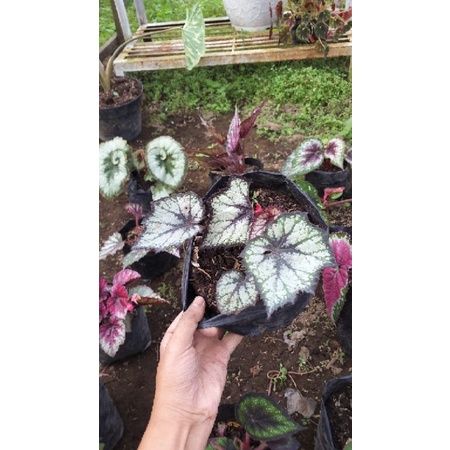 begonia silver baru, begonia murah, begonia rimbun, begonia cantik, begonia unik, begonia grad a, be