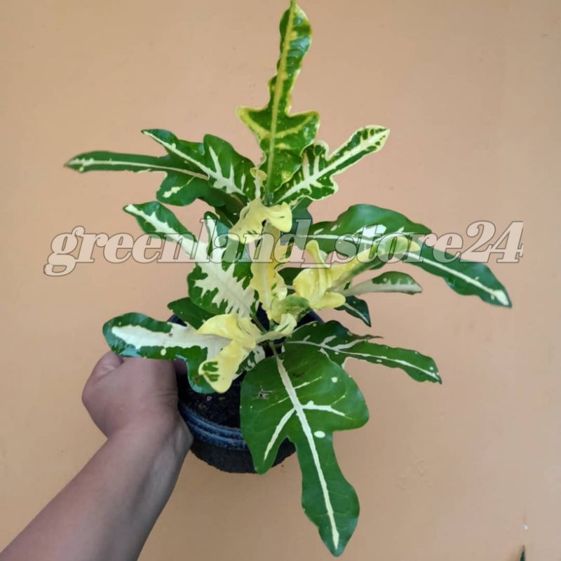 Pohon puring terang bulan - puring terang bulan - bibit pohon puring - pohon puring - puring