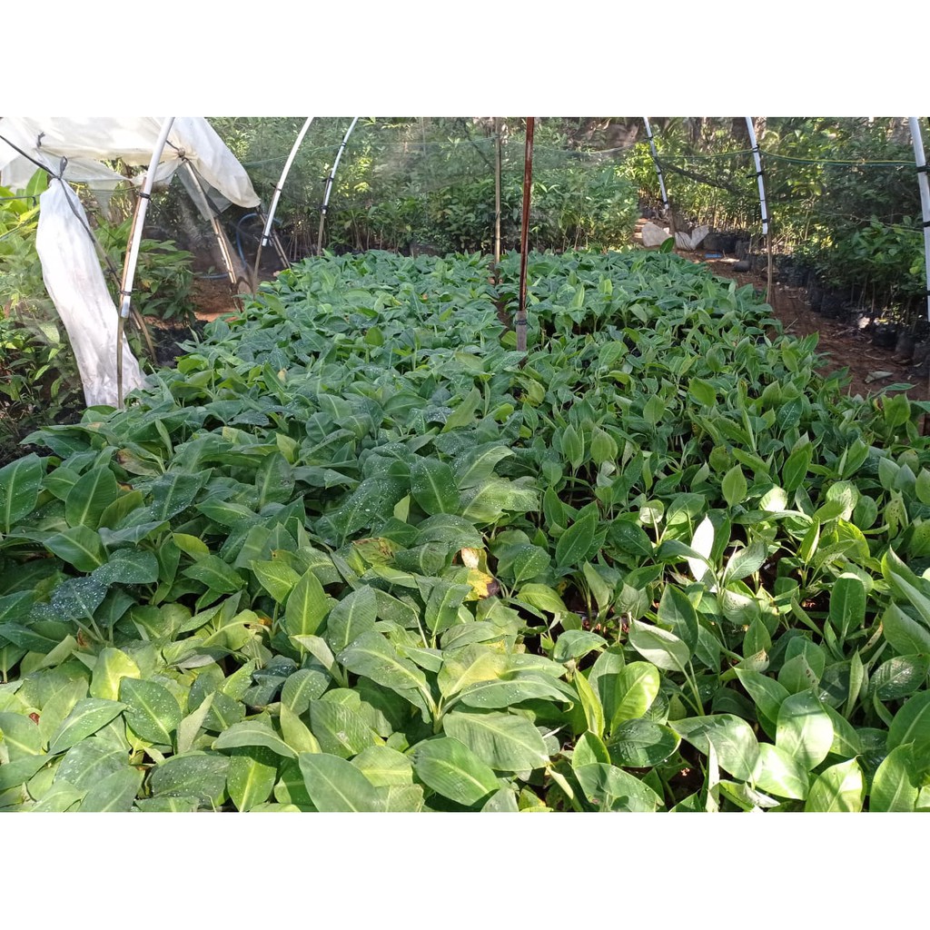 Hemat - Bibit Tanaman Pisang Cavendish Dwarf Pendek Berbuah- Kultur Jaringan Harga Super Murah