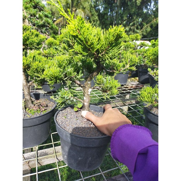 Tanaman hias bonsai Cemara green sinensis jadi
