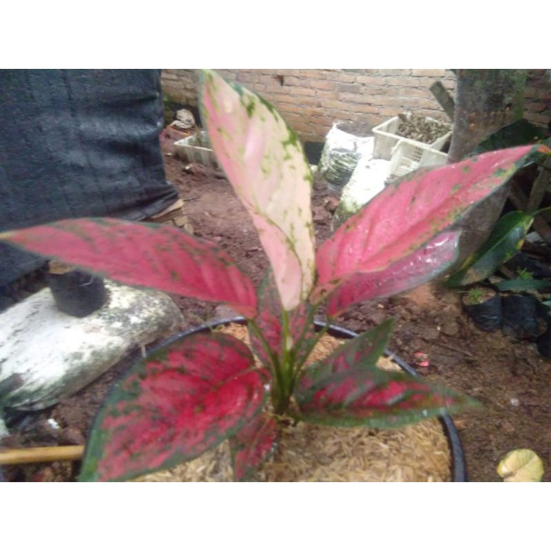 aglaonema super red venus