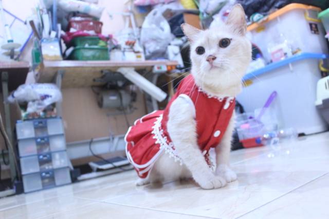 Dress polos warna merah lucu untuk kucing / baju kucing murah size S-XL