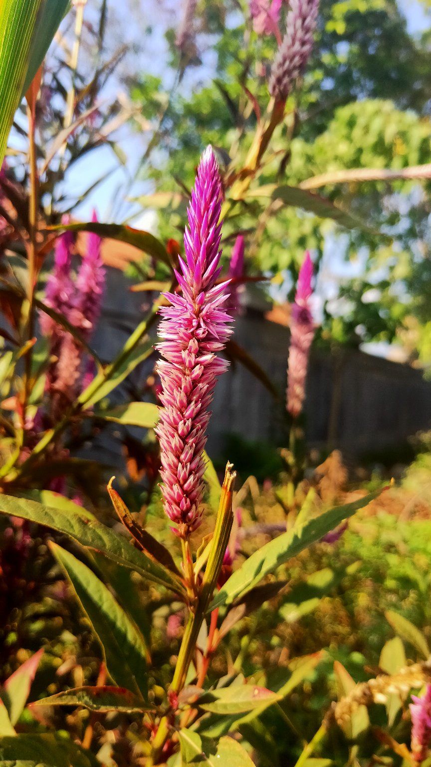 Keranjang Plastik Castalla 5791 M Hawaii Baki Nampan Tray Wadah Basket Container