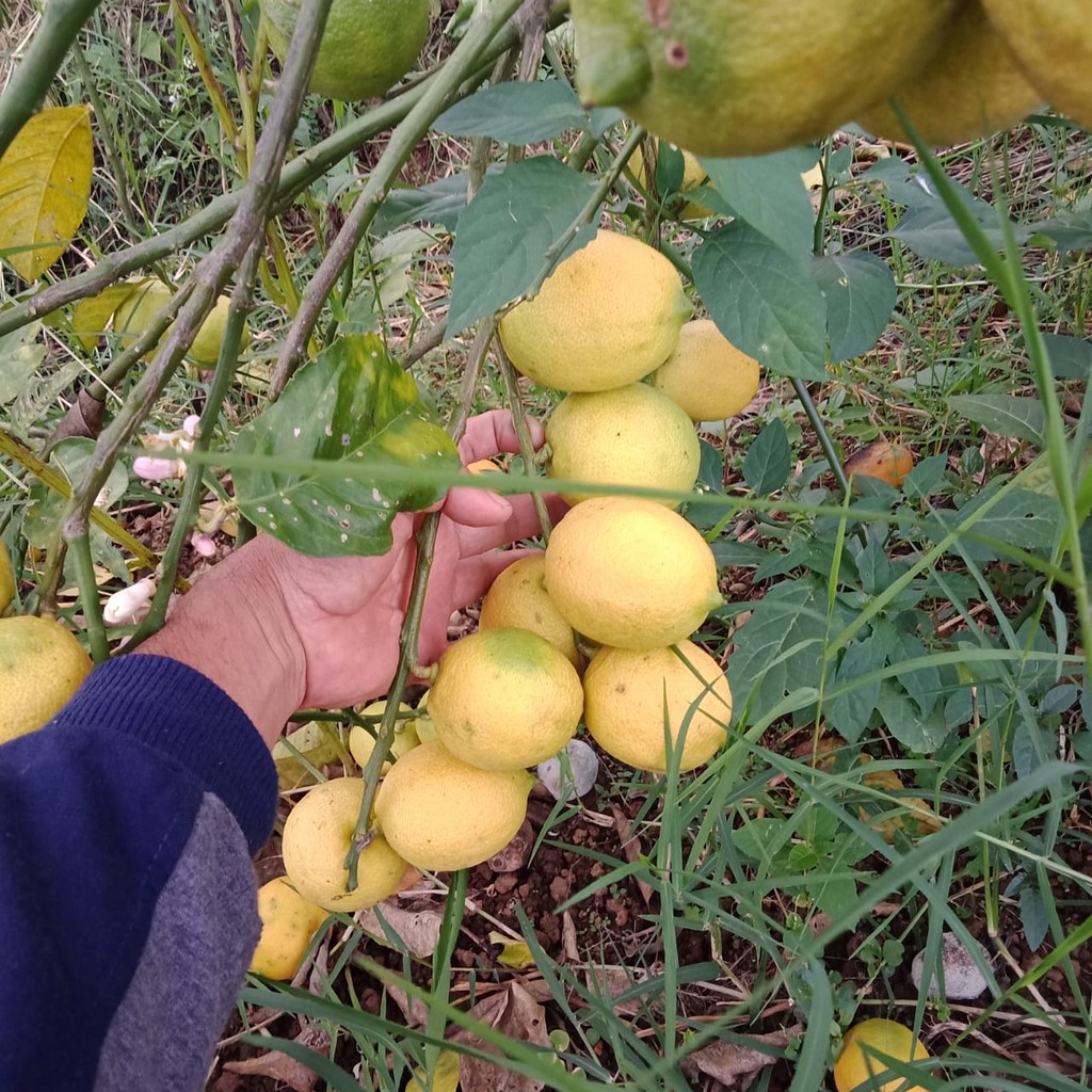 Bibit Buah Jeruk Import Lemon Eureka