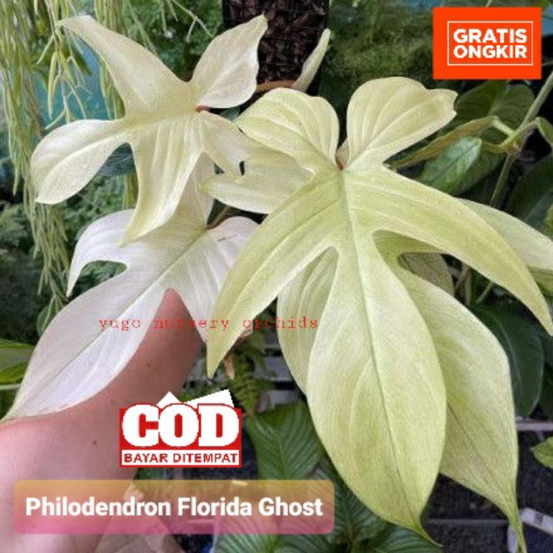 Tanaman Hias Philodendron Florida Ghost / Philo Florida Beauty Ghost