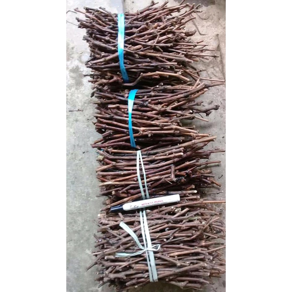 ~€ Paket 30Cutting Anggur Lokal #_*