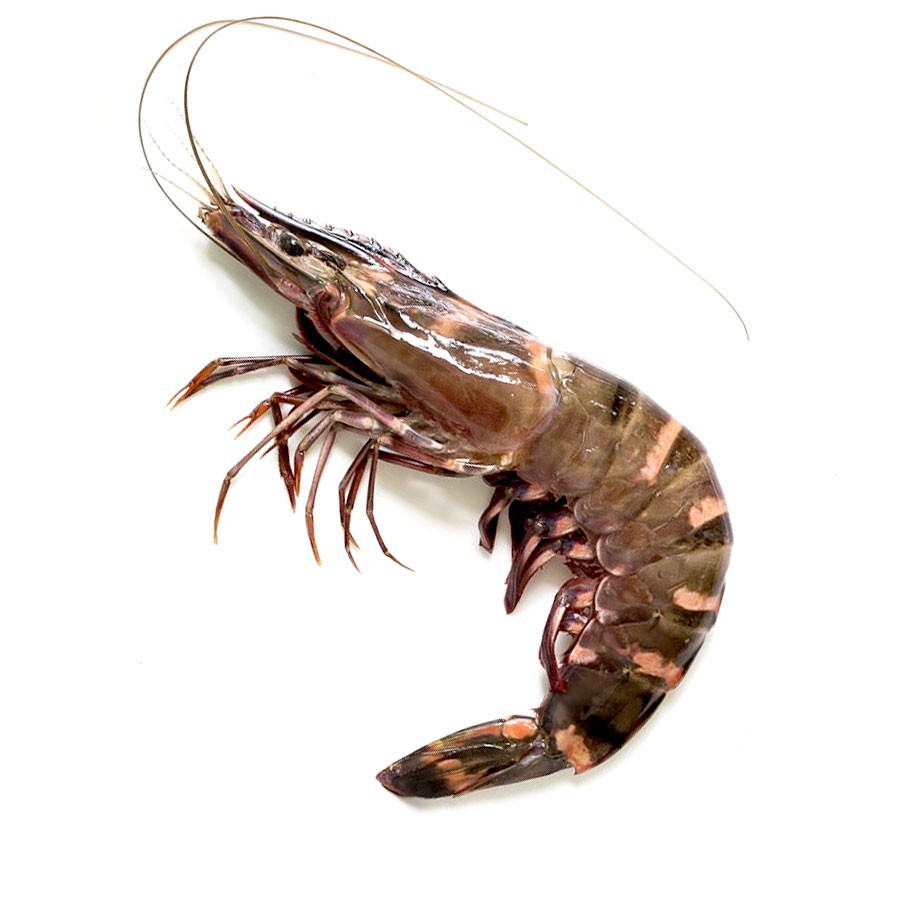 

UDANG WINDU PANCET GEDE BESAR - PASAR KEMIRI