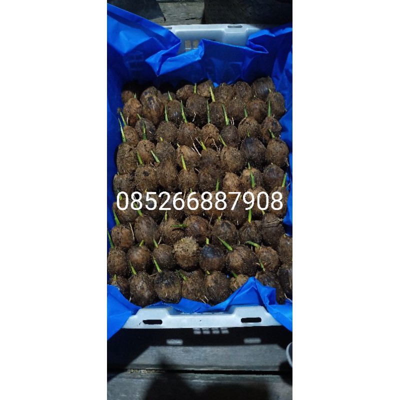 KECAMBAH BIBIT PINANG BETARA/JAMBI /KECAMBAH PILIHAN