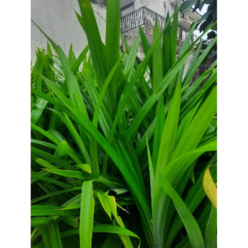 

DAUN PANDAN FRESH SEGAR LANGSUNG DARI BATANG