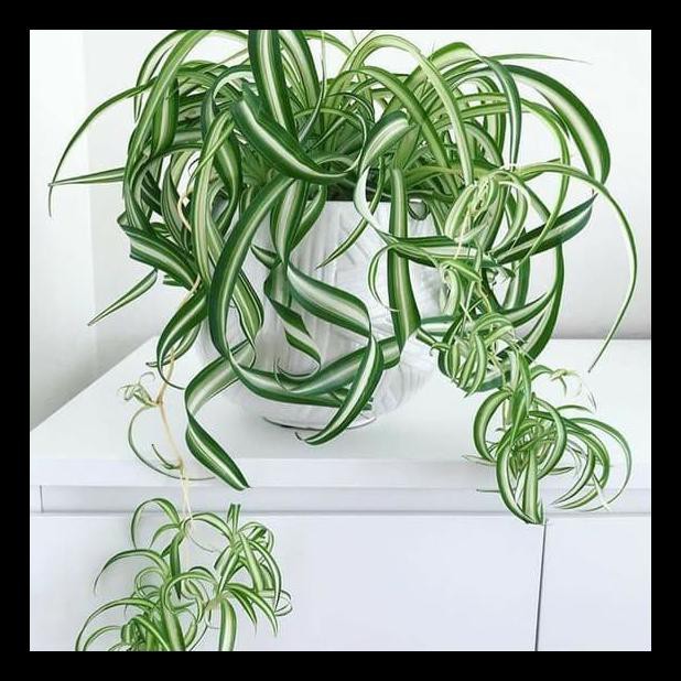 LILY SPIDER PLANT
