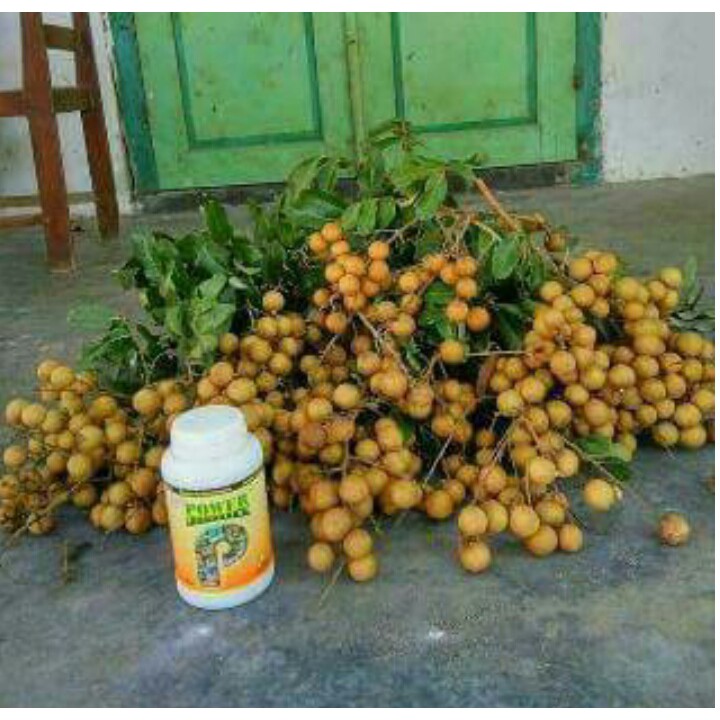 pupuk organik untuk tanaman buah POWER NUTRITION