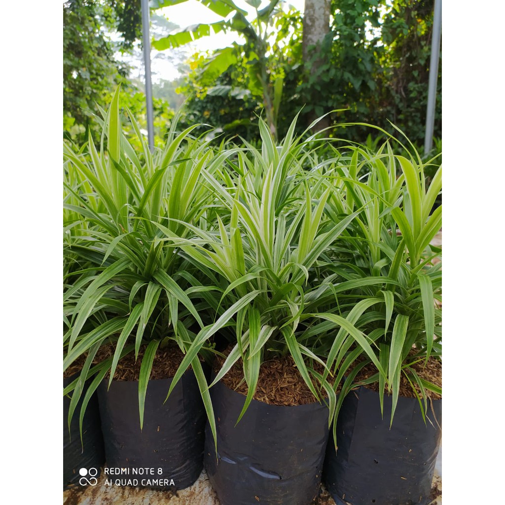 

Suji Belut Variegata